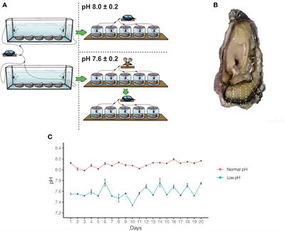 Secretory and transcriptomic responses of mantle cells to low pH in the Pacific oyster (Crassostrea gigas)